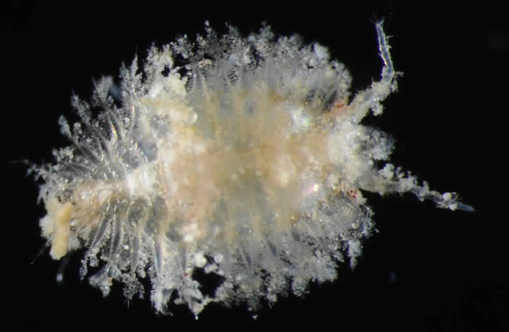 Представитель Семейства Tanzanapseudidae